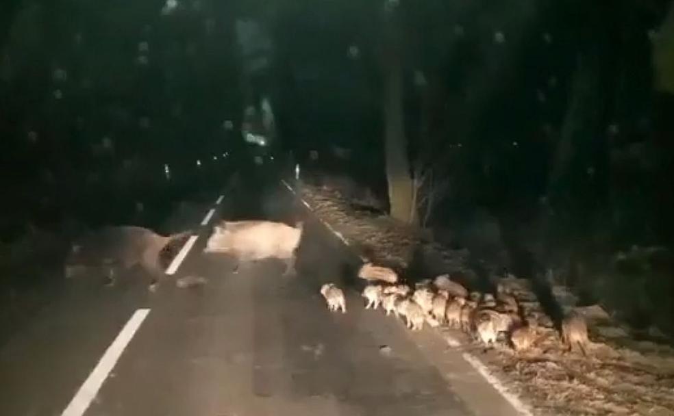 La 'familia jabalí'... que nunca cruzó la sobarriba