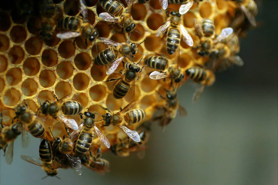 La sequía y las heladas provocan el desplome de la producción de miel