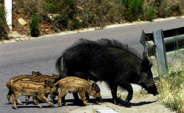 Castilla y León toma muestras de 3.000 jabalíes para controlar la peste porcina, pero pide coordinación con Portugal