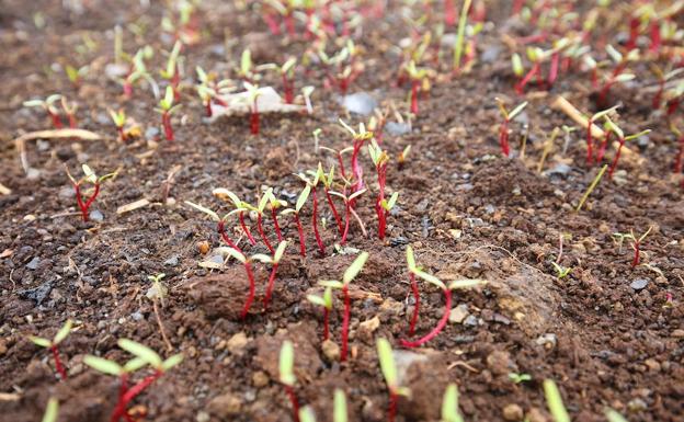 El sector remolachero cierra por primera vez en 110 años el año agrícola sin iniciar la campaña por las lluvias