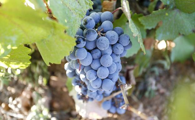 15.000 toneladas de uva certifican la gran cosecha de uva en la DO Bierzo y DO León