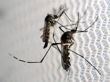 Científicos españoles desarrollan una vacuna contra el zika
