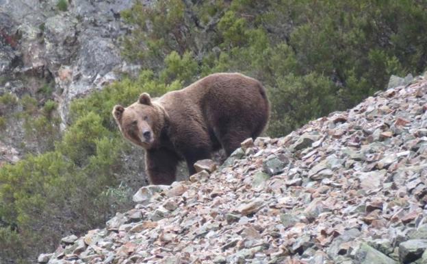 La necropsia de los restos de un oso pardo cantábrico hallado en Casasuertes descarta el disparo como muerte