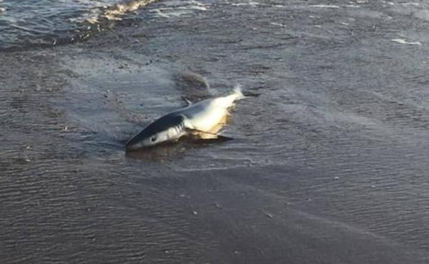 Hallan en la playa asturiana de Salinas a un tiburón varado