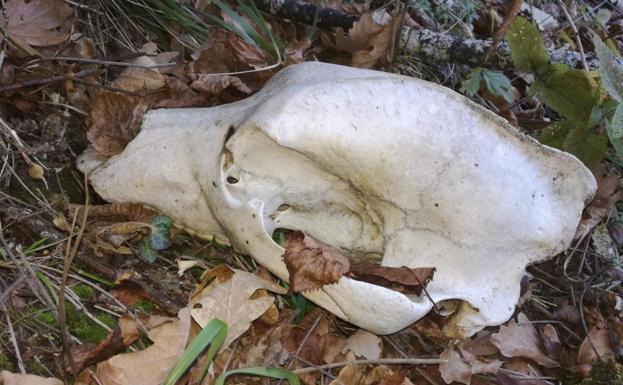 Aparecen los restos esqueletizados de un ejemplar de oso pardo en la localidad de Tejedo del Sil