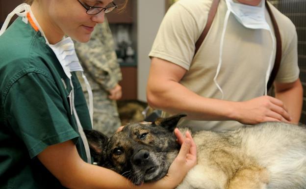 Convocada la VI edición de los premios de la academia de ciencias veterinarias de Castilla y León