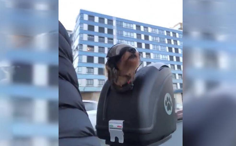 Tato, el perro leonés que viaja en moto