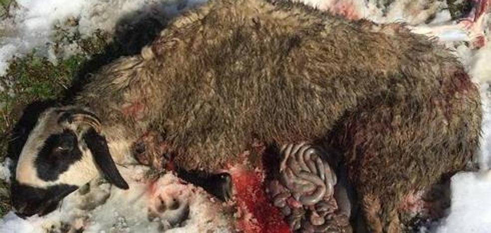 Los ataques de lobo al ganado repuntan levemente en la provincia de León y alcanzan las 153