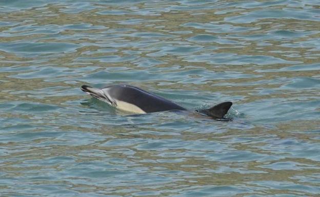 Aparece un delfín en la costa de Llanes