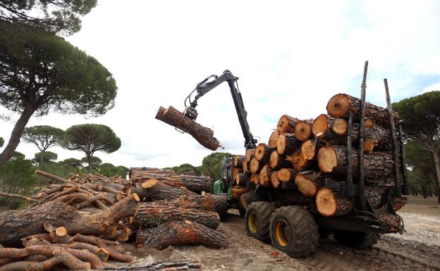 Medio Ambiente movilizará 600.000 metros cúbicos de madera para la demanda industrial