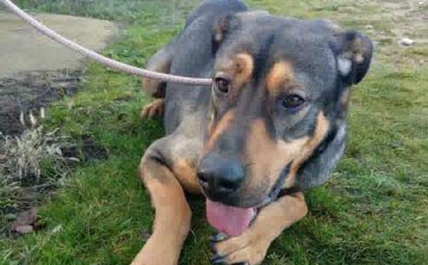 La Protectora de León pide a los ayuntamientos que cumplan sus responsabilidades con los animales abandonados