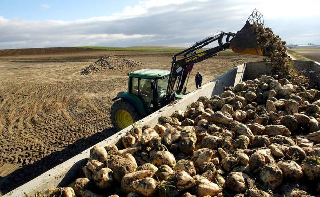 La Junta abonará 10 millones a más de 5.500 remolacheros de la ayuda de 3 euros por tonelada de 2011 que anuló por la crisis económica