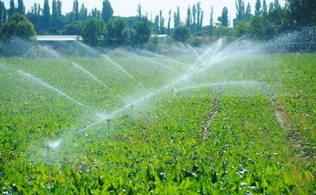 La Junta abonará 10 millones de euros a más de 5.500 agricultores por la ayuda a la remolacha de 2011