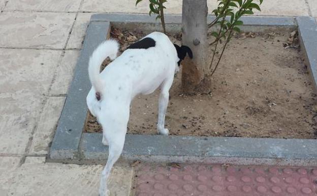 El Ayuntamiento de Santa María del Páramo instala papeleras especiales para perros