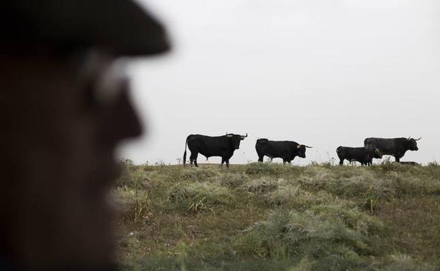 El sector del ganado de lidia comienza a repuntar tras perder 91 ganaderías