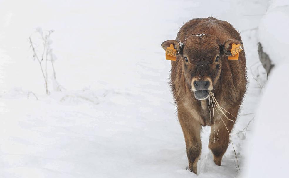 Llega a León la anunciada y esperada nieve