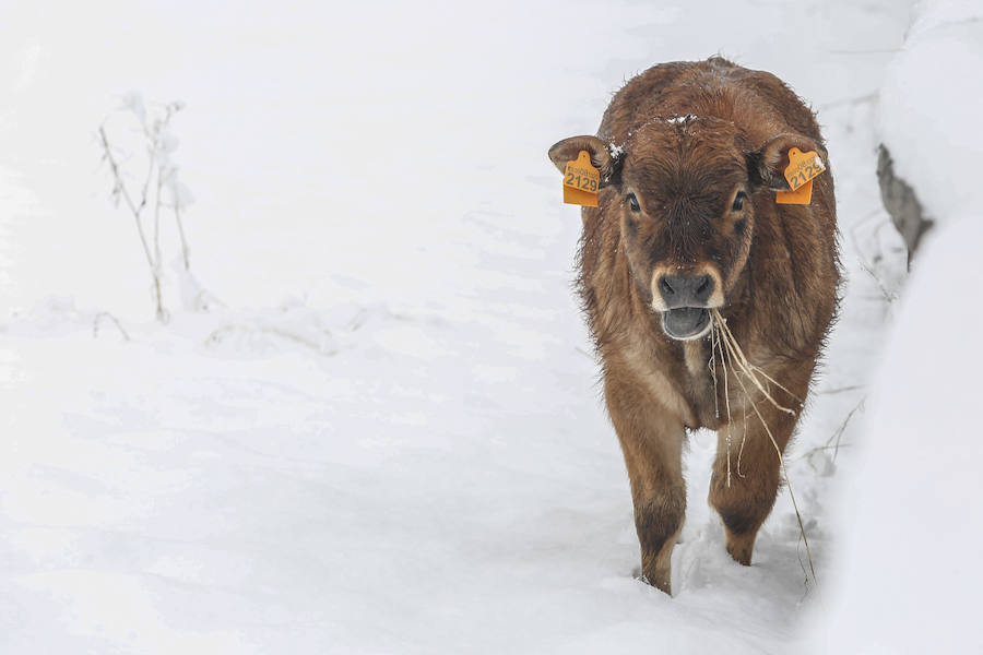 Imágenes de nieve en Pajares, Cármenes y Busdongo