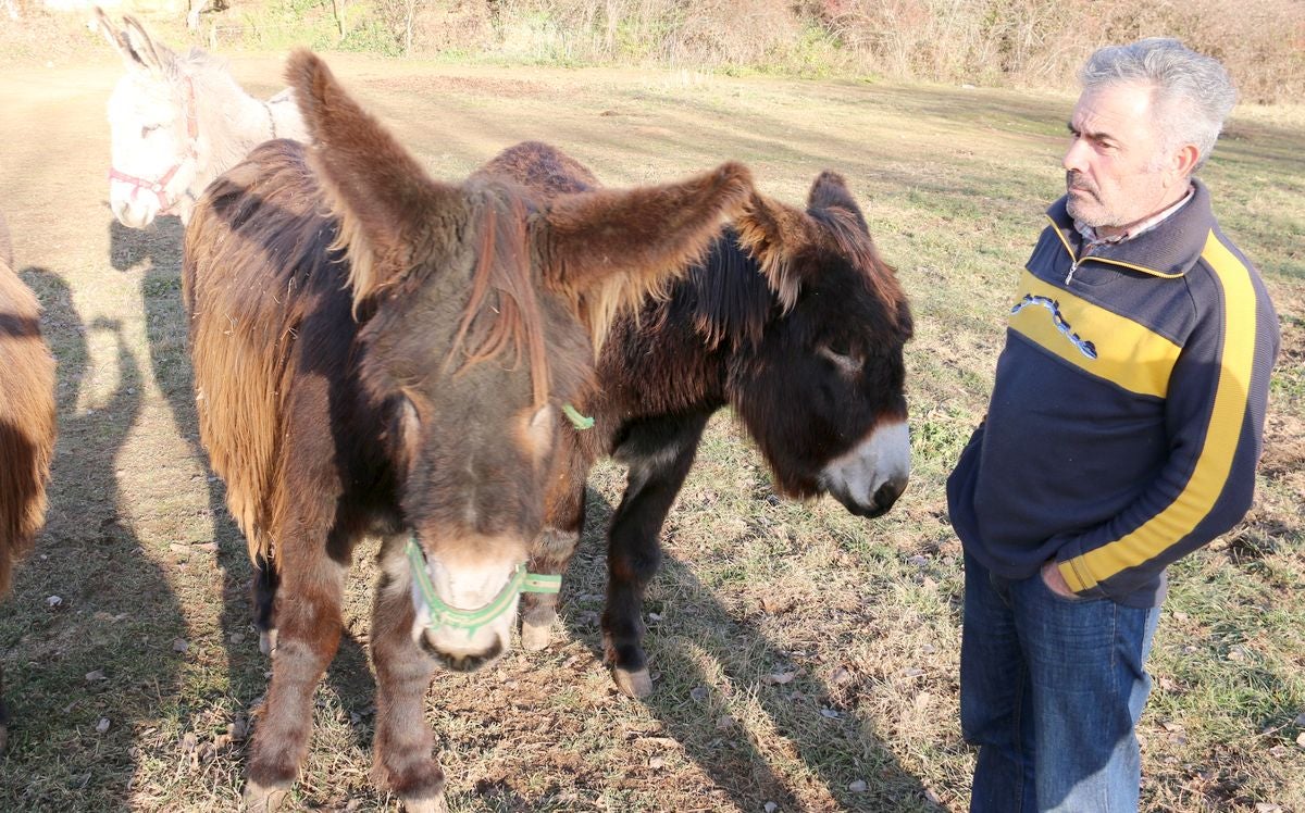 El burro zamorano leonés, de labrador y minero a animal de compañía