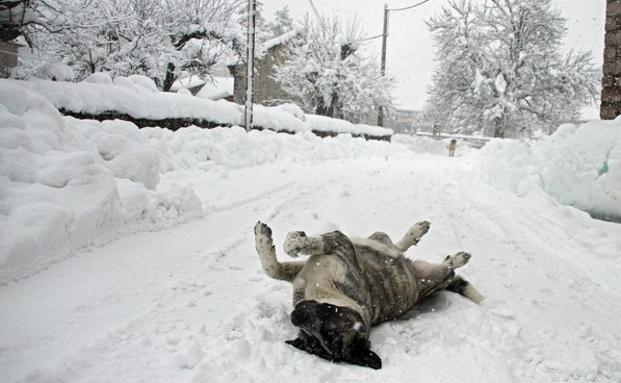 Aviso naranja por nevadas en León, Burgos y Palencia, y amarillo en Segovia, Soria y Zamora