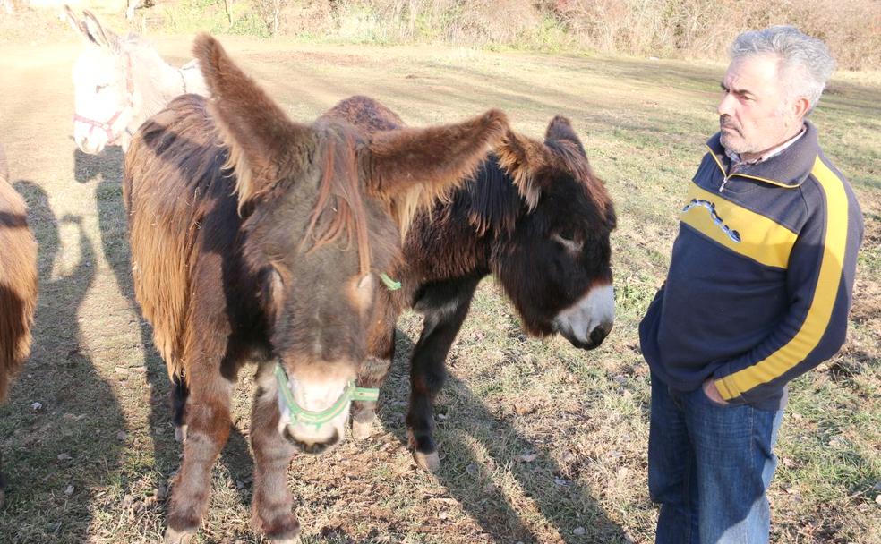 El burro zamorano leonés, de labrador y minero a animal de compañía