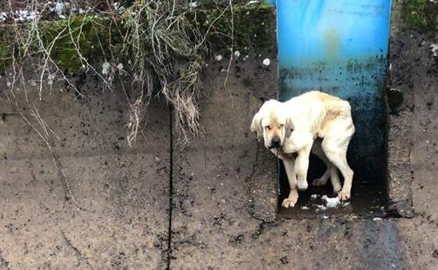 La movilización de las redes sociales logra salvar a un mastín atrapado en la compuerta de un canal