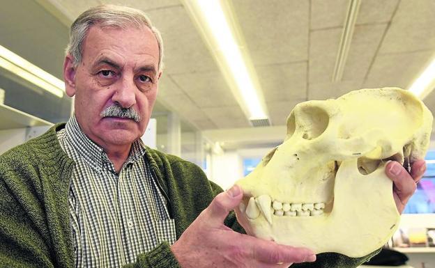 José María Bermúdez de Castro posa con una reproducción de un cráneo de gorila, en las instalaciones de complejo burgalés de la Evolución Humana. /RICARDO ORDÓÑEZ