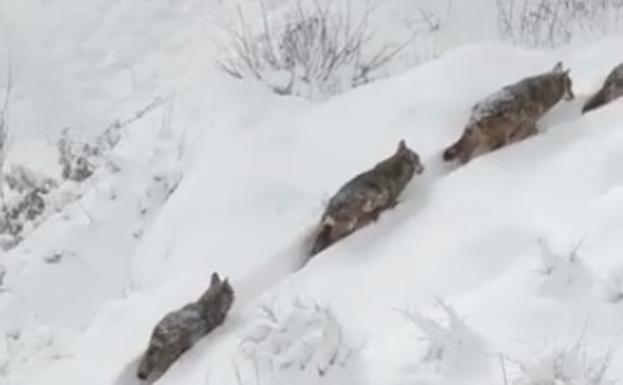 El vídeo viral de los siete lobos en la nieve y cerca de un pueblo... grabado en Italia