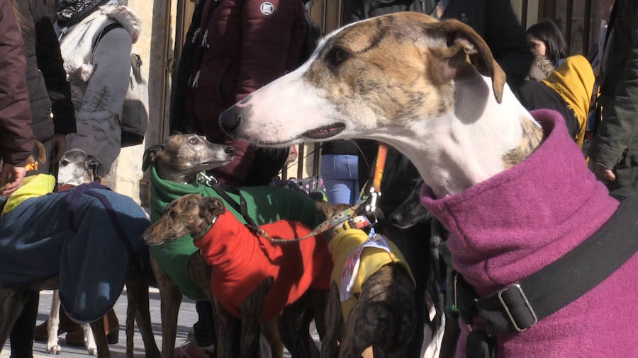 Galgos, perros de casa, no de caza