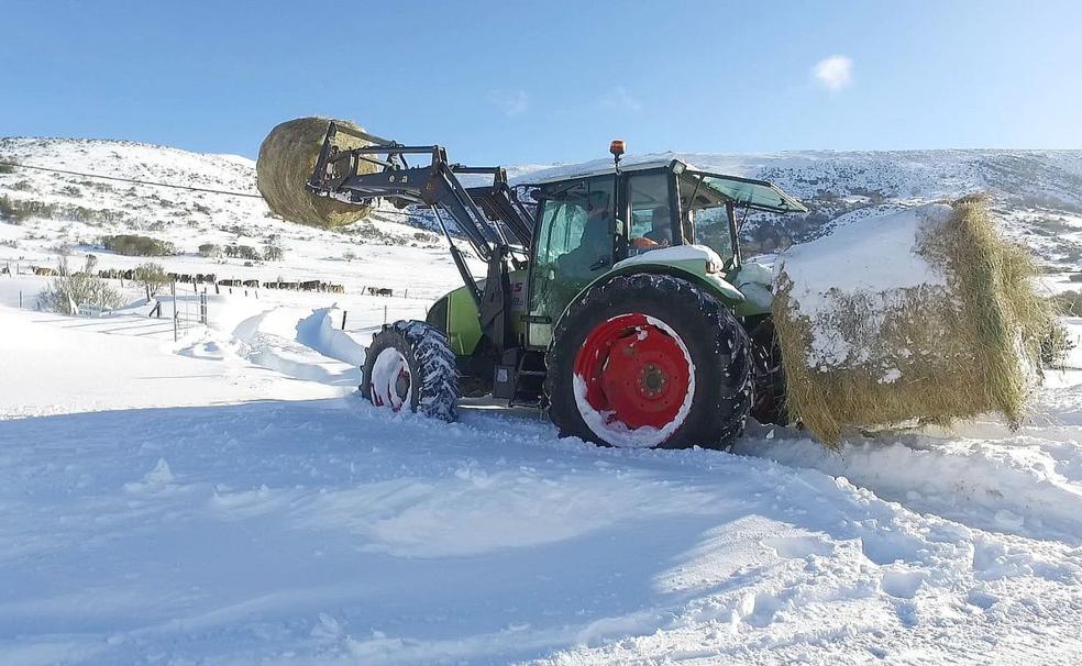 Cuando un metro de nieve no es problema para alimentar al ganado