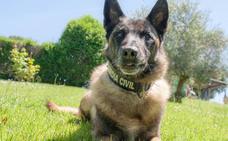 Honores para Elton, el perro de la Guardia Civil que buscó a Diana Quer y Gabriel Cruz