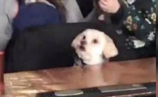 La tierna reacción de un perrito al ver los '101 Dálmatas'