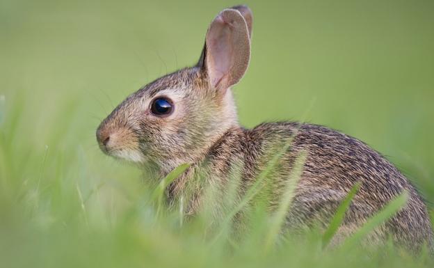 Los conejos amenazan el AVE