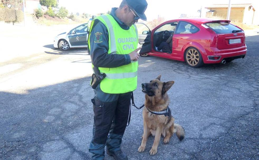 Rex y Greta, agentes 'por narices'