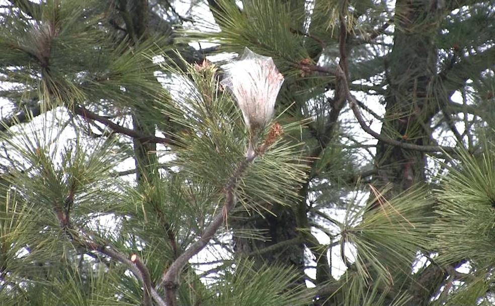 El cambio climático agudiza las sequías y las plagas en los bosques leoneses