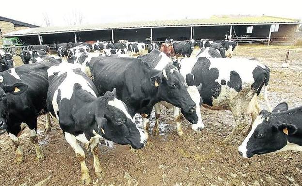 La región produce más leche de vacuno con 81 ganaderos menos que hace un año