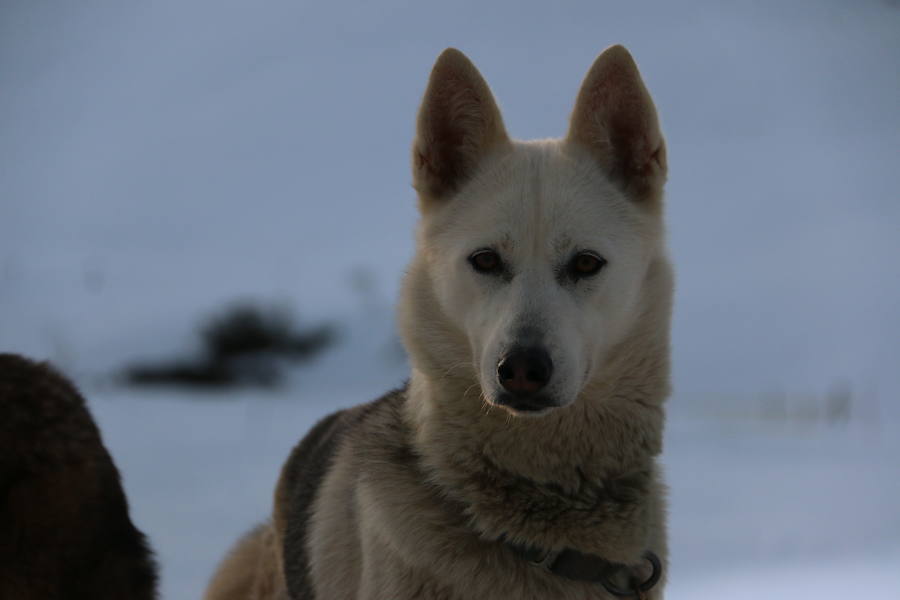 Vegarada, capital del mushing