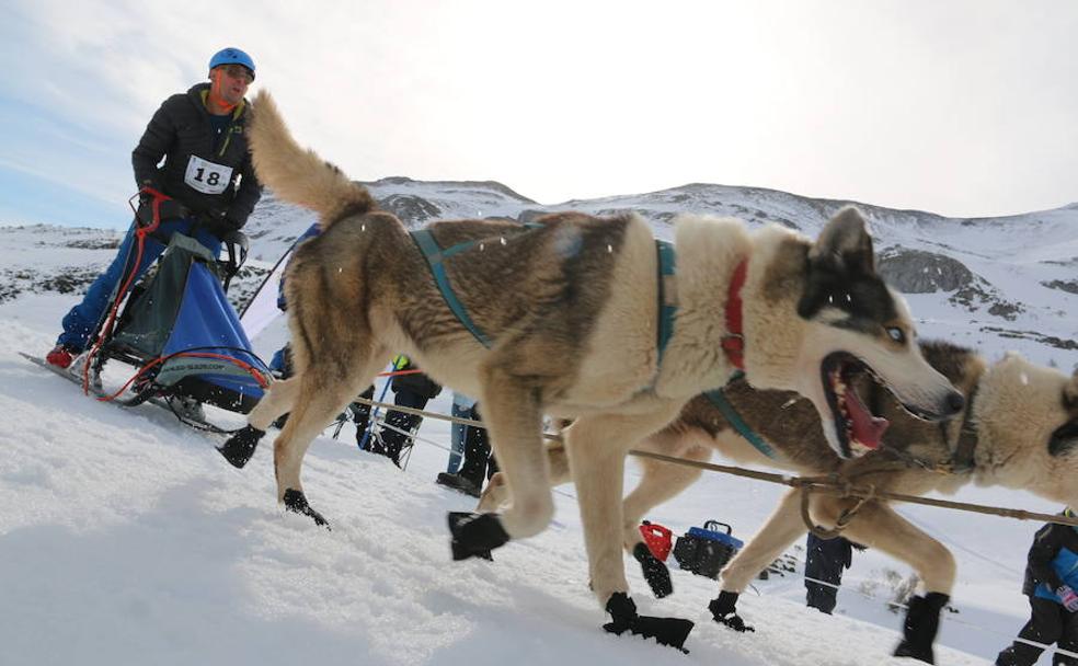 Vegarada enciende la pasión por el mushing