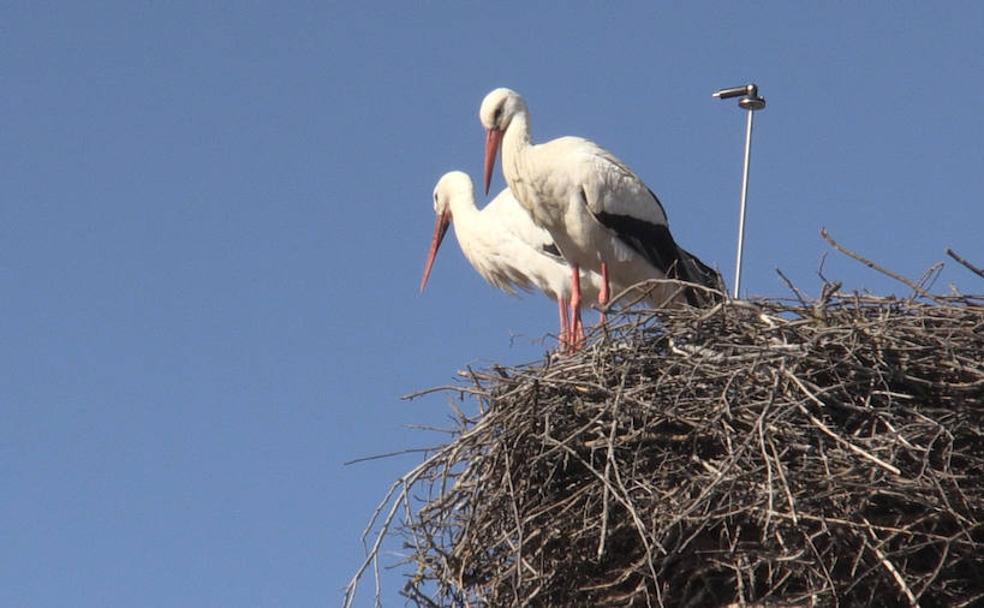 Valverde, 'nido' de cigüeñas