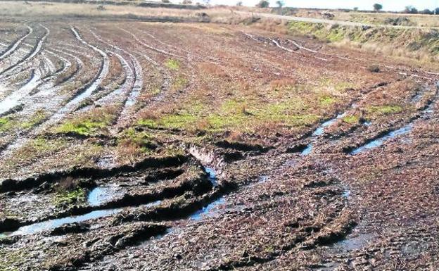 La Junta reconoce «excepciones» en la aplicación de los purines en coberturas con los cultivos ya implantados o sobre pastos