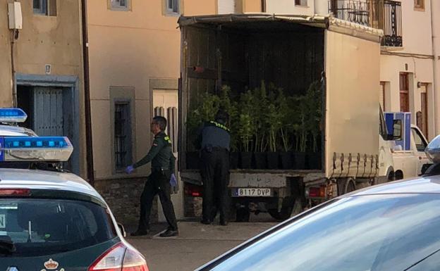 Golpe al narcotráfico en León: dos detenidos y 625 plantas de marihuana incautadas en un laboratorio indoor en Santa Marina del Rey