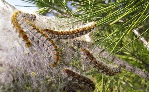 Villaquilambre inicia un tratamiento preventivo contra la procesionaria en zonas verdes y de pinares