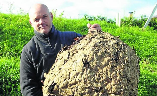 Estas trampas caseras logran frenar el avance de la avispa asiática