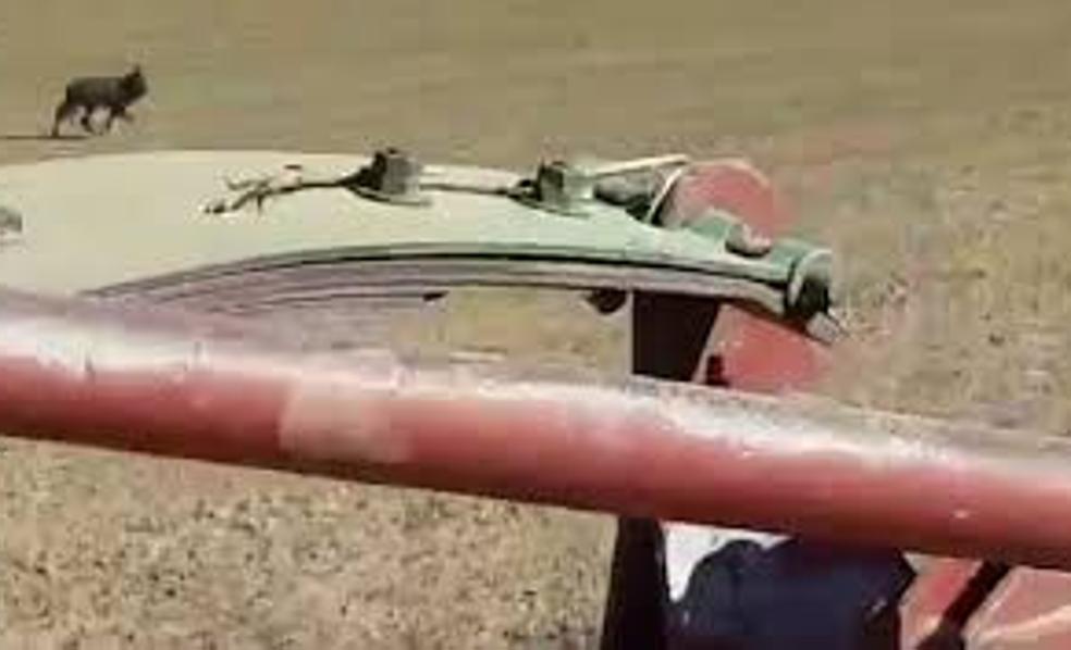 «Que viene a por mí»; el grito de un leonés al avistar un lobo cerca de la capital