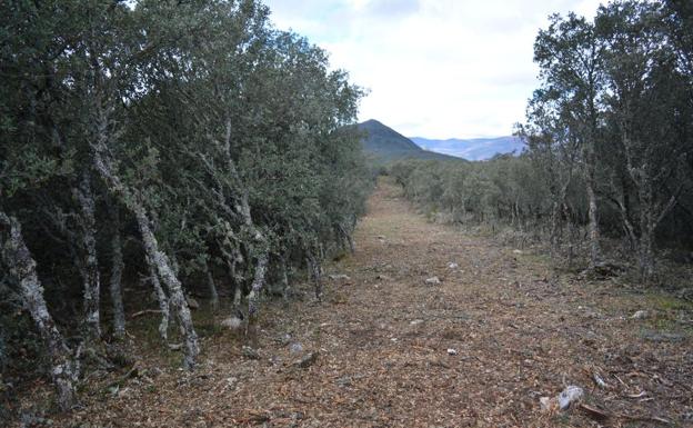 Denuncian la apertura de una pista forestal que pone en riesgo una zona de alto valor ecológico entre Orense y León