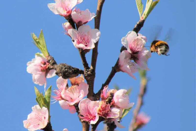 La primavera florece