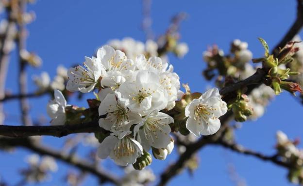 Corullón organiza varias actividades para disfrutar de la floración de los cerezos