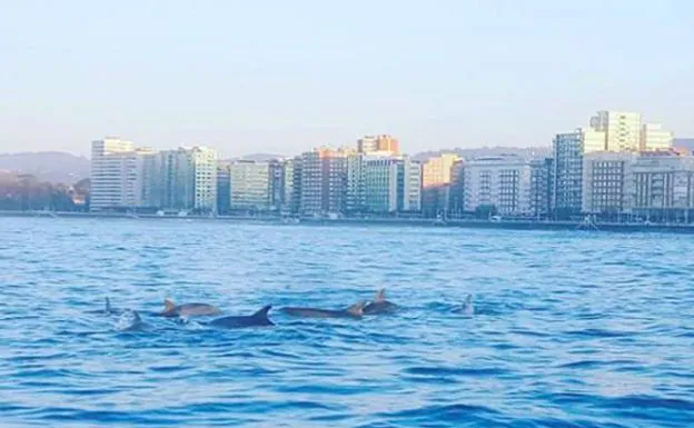 Surfeando con delfines en la playa de San Lorenzo