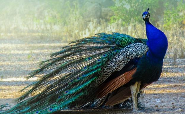 La Policía Local corta el tráfico para 'rescatar' a dos hembras de pavo real en las proximidades del parque Quevedo