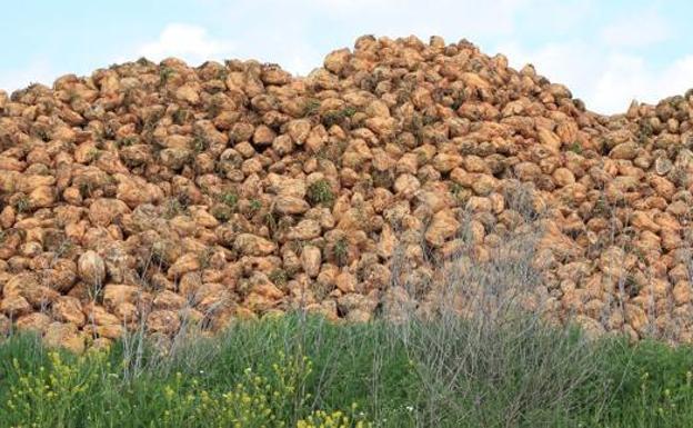 La Junta estima una reducción en las siembras de remolacha de 3.000 hectáreas y un trasvase de producción entre empresas