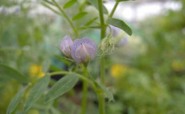 Una investigación de la ULE construye por primera vez un mapa genético del cruce entre lenteja cultivada y silvestre